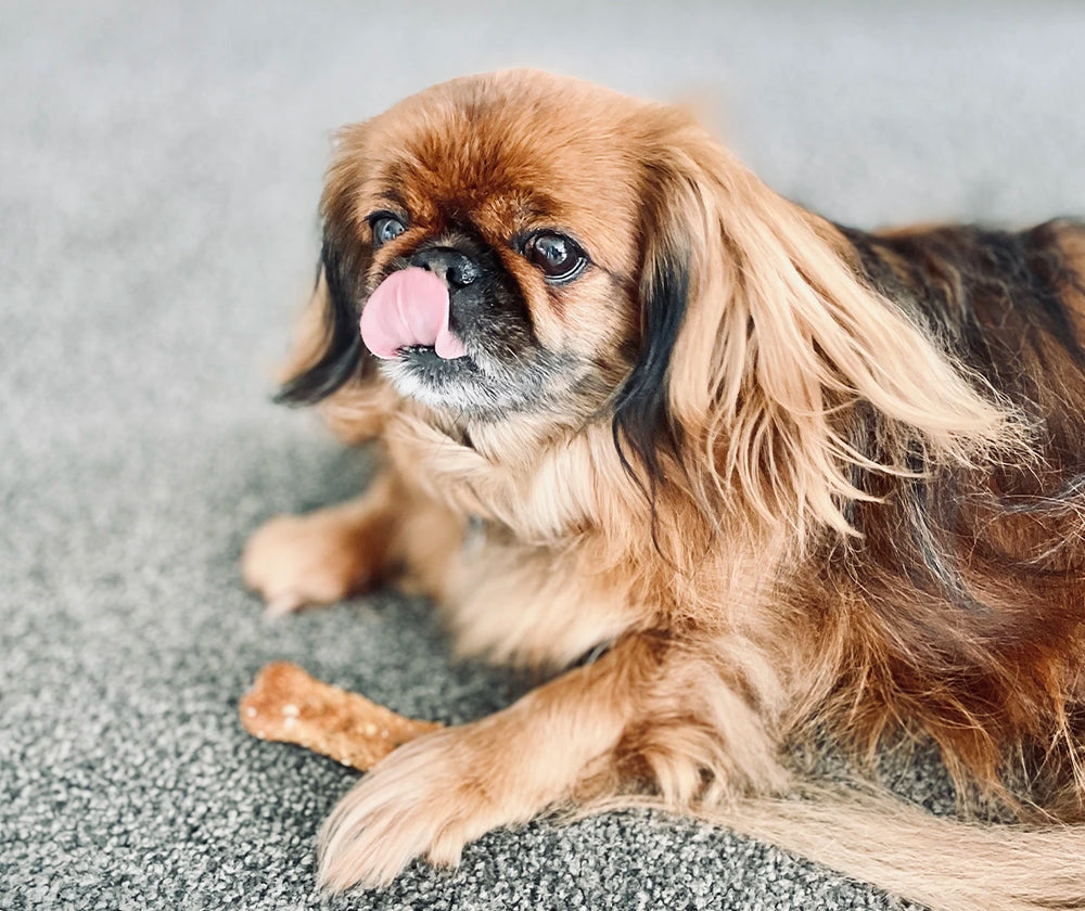 M nuka Honey for Pet Health Steens Honey UK